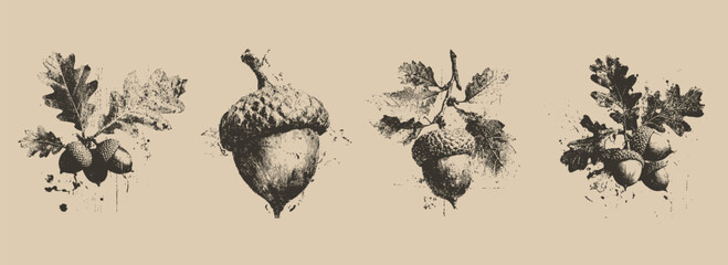 Acorn grunge stamp illustration set, textured ink prints for autumn nature and organic woodland design. Vector collection.