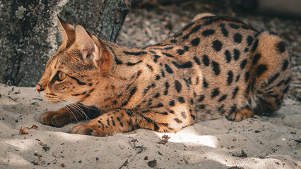 Serval wild cat lying on sand in natural light