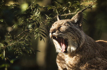 Lynx in the Forest - Wild - Wildlife - Animal - Cute - Beautiful - Lovely - Wonderful - Nature - Background