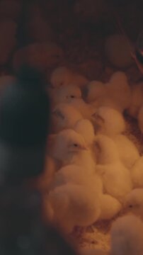 A multitude of fluffy, day-old broiler chicks huddle together under a bright heat lamp in a comfortable and warm poultry house, symbolizing care and the beginning of life.