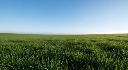 Expansive Green Field Under a Vast Blue Sky Serene Natural Landscape Background