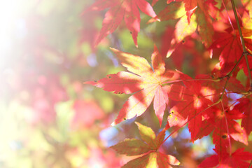 紅葉のアップ 秋の風景 公園 日本 季節 鮮やか 白グラデ