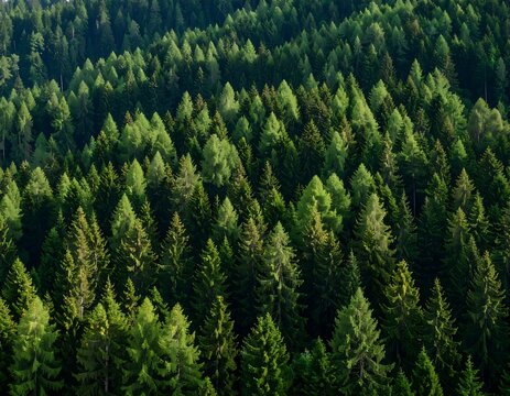 Dense forest canopy - Powered by Adobe