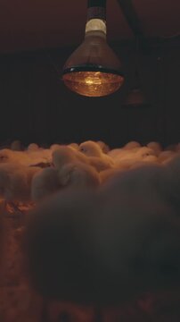 Fluffy broiler chicks warm themselves under a heat lamp in a cozy, clean small farm poultry house, emphasizing a natural approach to raising poultry and eco-friendly meat production.