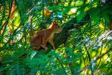 Neugieriges Eichhörnchen 