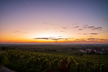 vineyards before sunrise