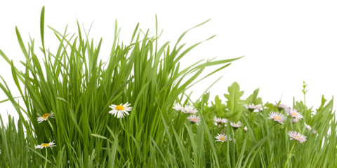 Lush Green Grass with White Daisies on Transparent Background lawn meadow isolated on a transparent background