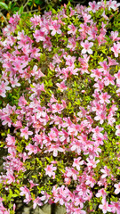 Pink azaleas in the sunshine of spring.