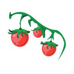 Fresh red cherry tomatoes on vine vector illustration, organic vegetable design