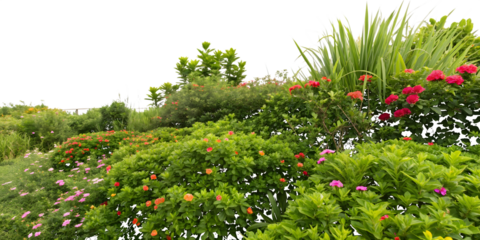 Lush Garden Landscape with Blooming Flowers and Greenery (44) image isolated on a transparent background