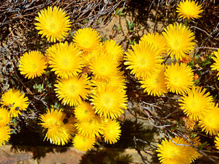 dandelions on black background