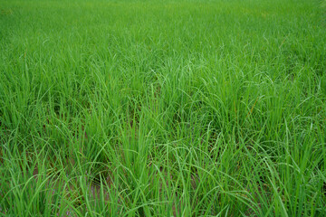 Green rice paddy field in rural countryside, fresh young rice plants growing in water, organic agriculture and farming concept in natural environment.