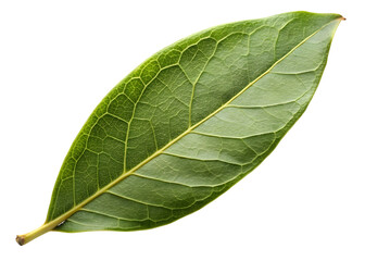 Green Leaf Vein Detail Macro Isolated on Black image isolated on a transparent background
