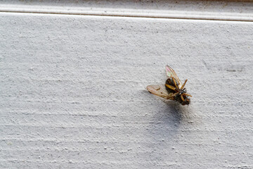 Deat fly overturned with minute hairs and long shadows.