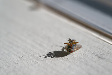 Dead fly on its back with fine hairs and a stark shadow.