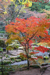 Vibrant Red Maple Tree in a Traditional Japanese Garden During Autumn Season