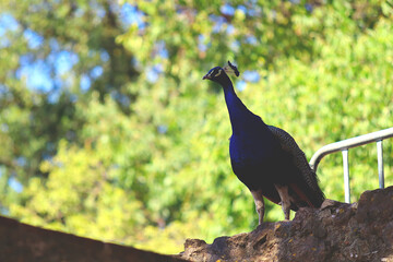 Silhouette of a peacock with green trees in the background
