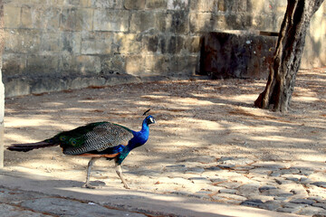 Peacock walking in an old castle
