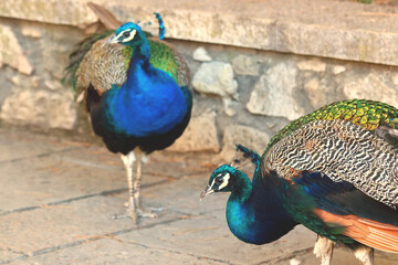 Two blue and green peacocks in an old castle