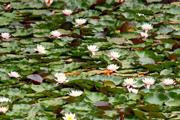 Lake with white water lilies and green floating leaves