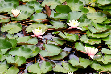 Lake with white water lilies and green floating leaves