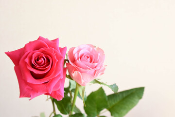 ピンクのばら