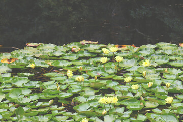 Lake with yellow water lilies and green floating leaves