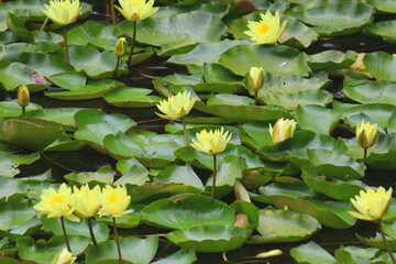 Lake with yellow water lilies and green floating leaves