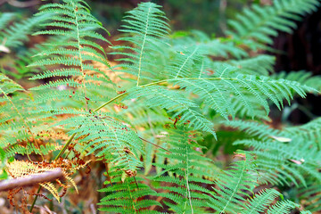 Wild green ferns in a forest