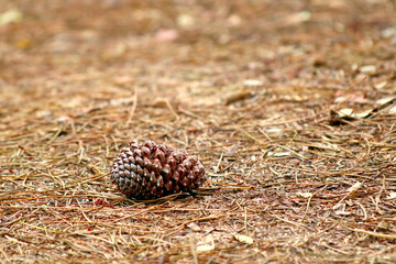 Pine cone lying on the ground in a pine forest with dry needles
