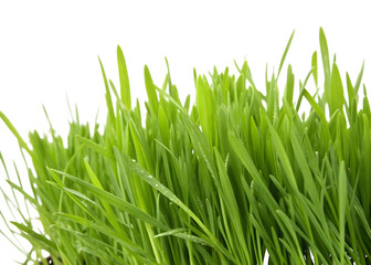 Obraz premium Close Up of Fresh Green Grass Blades with Water Droplets graphic design isolated on a transparent background