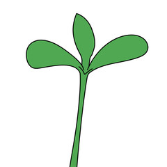 green plant isolated on white