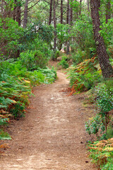 Dirt path through trees and vegetation in a forest
