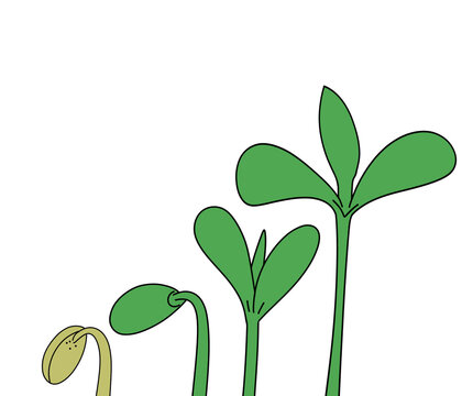 green sprout growing from the ground