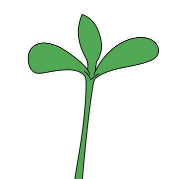 green plant isolated on white