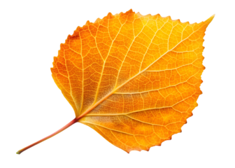 Close-up of a Single Orange Aspen Leaf with Intricate Vein Pattern autumn leaf orange leaf isolated on a transparent background