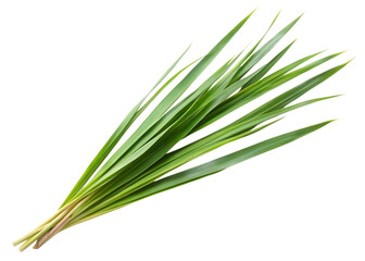 Fototapeta premium Green Grass Blades Tied Together Isolated on Black blades of grass foliage isolated on a transparent background