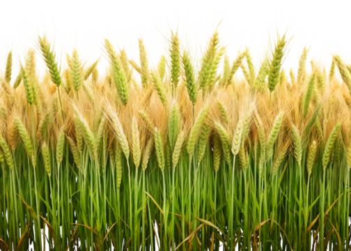 Field of Ripe Wheat Stalks with Green Stems and Golden Heads Keywords: wheat, field, agriculture isolated on a transparent background