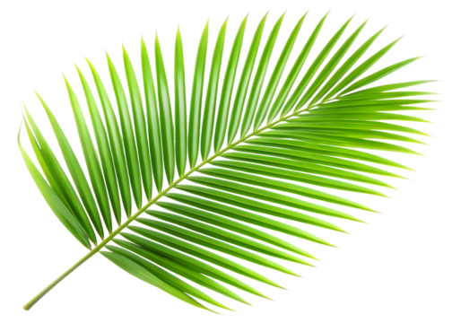 Lush Green Palm Leaf with Parallel Leaflets on Black tropical plant isolated on a transparent background
