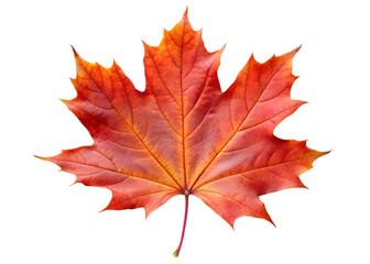 Bright Red Maple Leaf with Yellow Accents autumn fall isolated on a transparent background