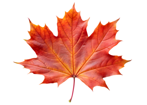 Bright Red Maple Leaf with Yellow Accents autumn fall isolated on a transparent background
