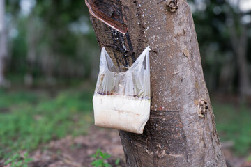 Latex sap dripping from a rubber tree into a plastic bag during tapping process, showing natural rubber production in agriculture and plantation industry.