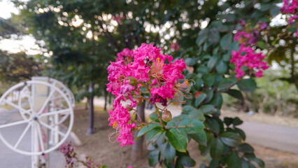 Vibrant pink crape myrtle flowers in full bloom under sunlight, detailed close-up of summer nature beauty