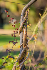 Close up of a climbing rose vine wrapping around the trellis under the spring sunlight, Colac Botanic Gardens, Victoria, Australia © Quincy
