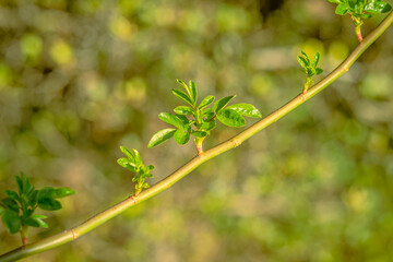 Close up of new leaves on a vine of climbing rose under the sunlight, Colac Botanic Gardens, Victoria, Australia