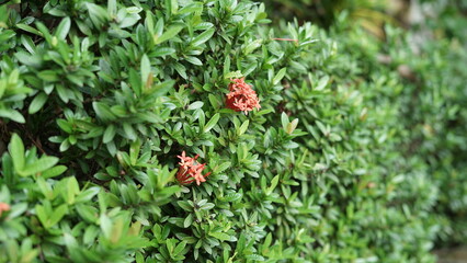 Red asoka flowers with green leaves in the garden are also useful for hedges