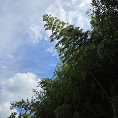 Bamboo leaves with blue sky and clouds