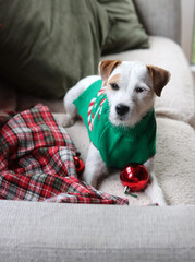 Christmas and New Year holidays concept. Cute dog Jack Russell Terrier in green sweater with red Christmas balls.