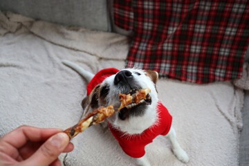Jack Russell terrier in a red sweater eating a stick. Cute dog getting a treat. Obedience training concept.  