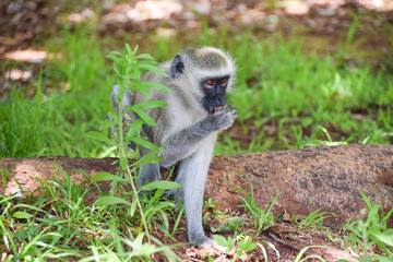 A vervet monkey munches on a snack in a nature reserve in Africa